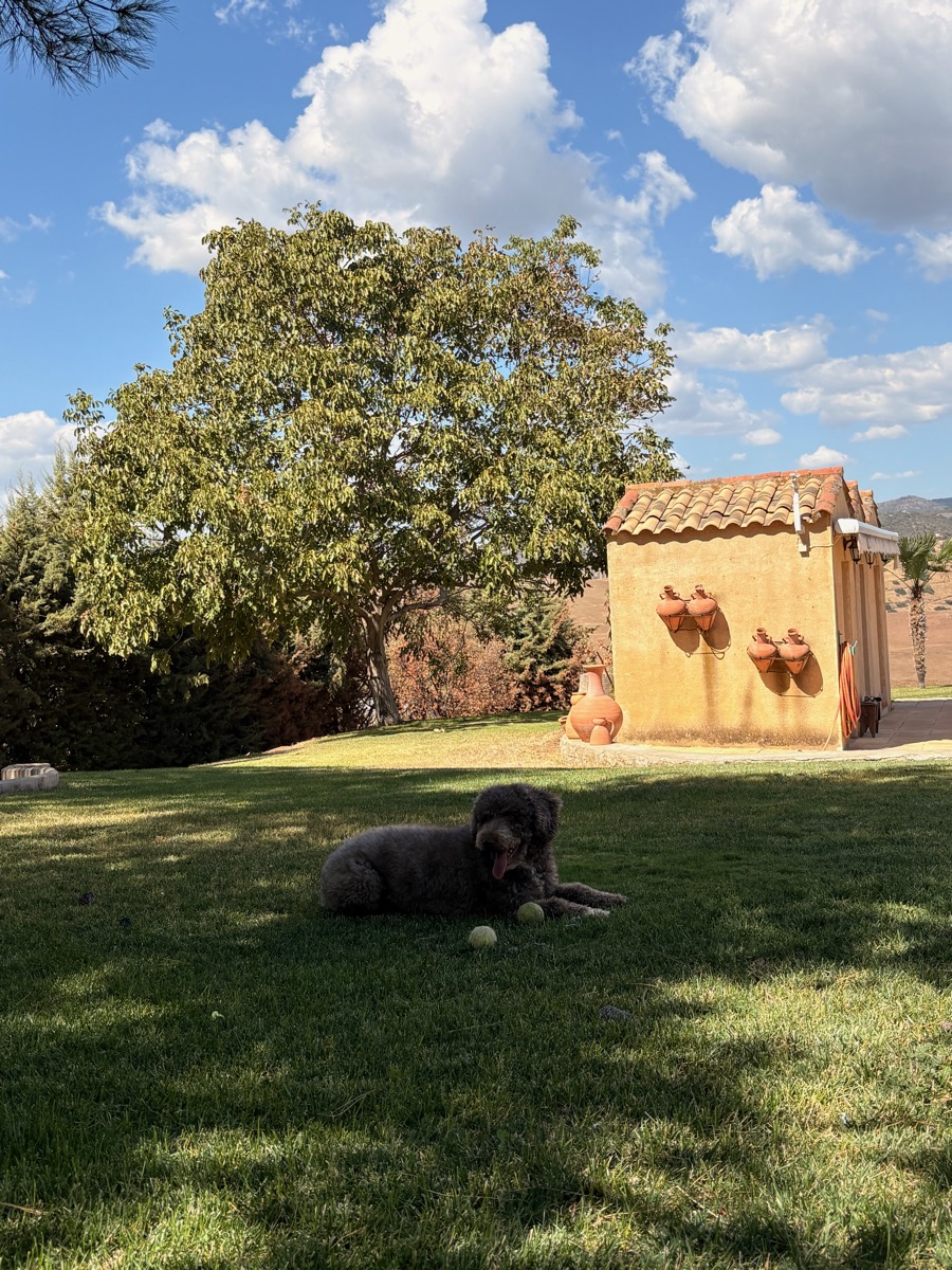 Patán descansando en el jardín